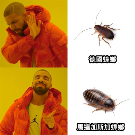 蟑螂螢火蟲梗圖 排泄控制